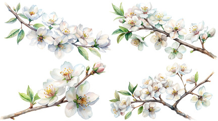 Obraz premium White cherry flowers on a branchy branch, on a transparent background, isolated