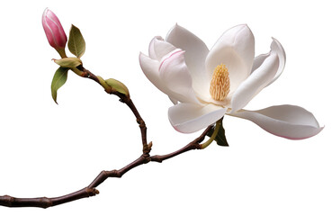 Fototapeta premium PNG Flower magnolia blossom orchid.