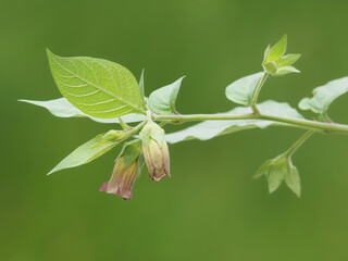 Belladonna or deadly nightshade plant with flowers, Atropa belladonna
