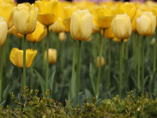 Obraz premium field of yellow tulips