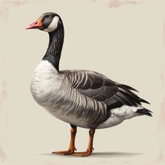 Obraz premium goose isolated on white background