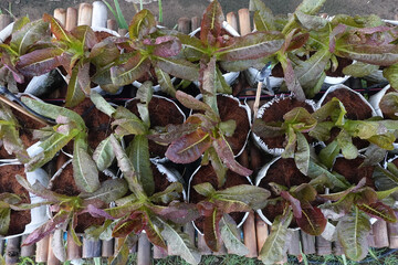 Fresh organic red cos lettuce growing on a natural farm.