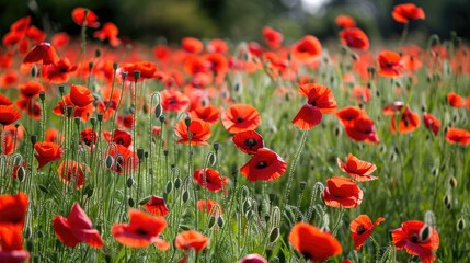 Fototapeta premium A field of vibrant red poppies creating a stunning contrast against the green grass.