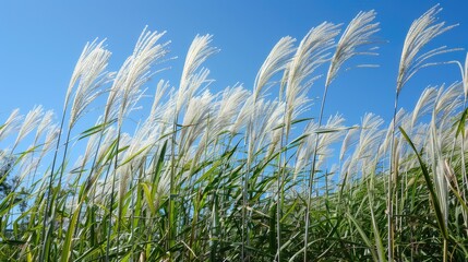 A field of tall, swaying grasses with a clear blue sky overhead.