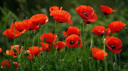 Obraz premium A field of vibrant red poppies creating a stunning contrast against the green grass.
