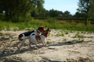 Two dogs playing in the summer lake beach