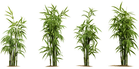 Obraz premium Dwarf bamboo plants display vibrant green foliage, standing tall in a tranquil garden environment, ideal for ornamental decoration and landscaping purposes
