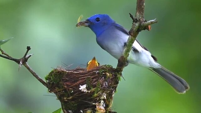 blue blackbird