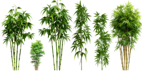 A vibrant collection of dwarf bamboo varieties arranged to beautify and enhance the garden's natural landscape