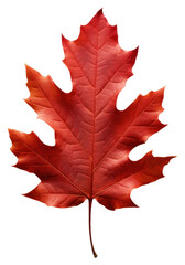 PNG Vibrant autumn red maple leaf