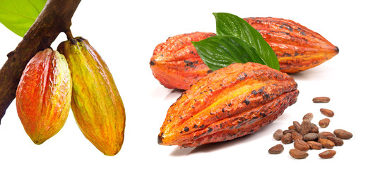 Cacao fruits and beans on white background