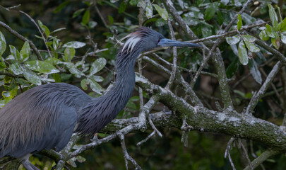 Heron in a tree