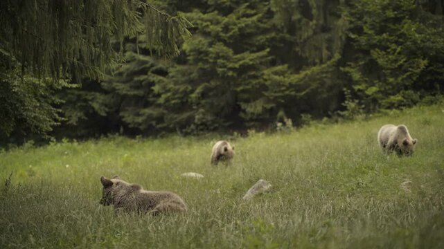 A European brown bears forages for food in a forest clearing.