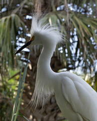 Snowy Egret outdoors