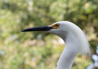 Snowy Egret outdoors