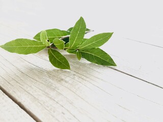 Laurel leaves on a white background.