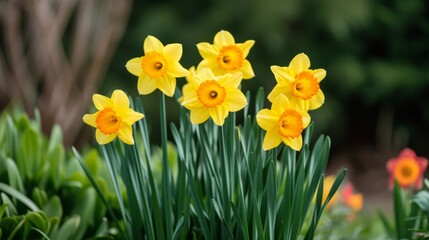 Obraz premium A bunch of bright yellow daffodils in full bloom