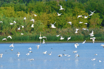 Gabbiani, Tuoro sul Trasimeno