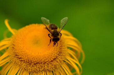Biene auf einem Gewöhnlichen Sonnenbraut
