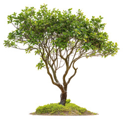 Obraz premium PNG Lush green tree isolated background