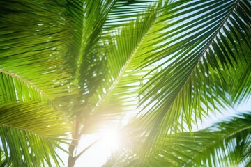 Fototapeta premium Sunlight Through Palm Tree Leaves