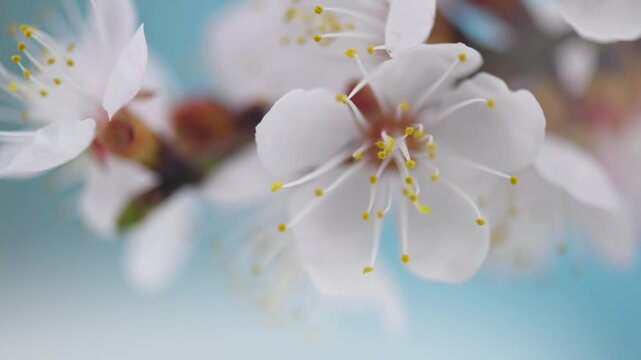 Spring flowers opening. Beautiful Spring buds of apricot tree blossom timelapse, extreme close up. Time lapse of Easter fresh pink blossoming apricot closeup. Blooming backdrop  