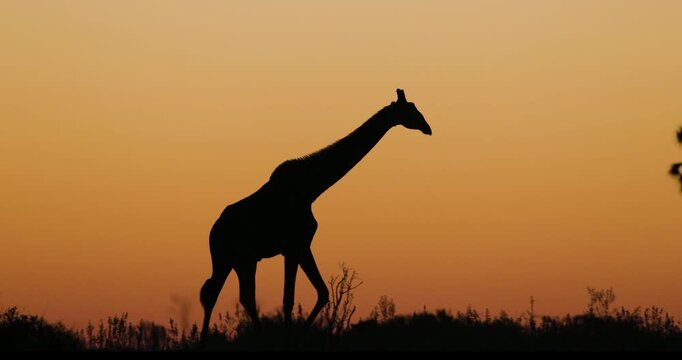 Close-up silhouette of a giraffe walking at sunset