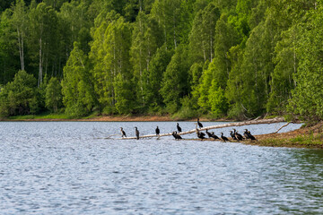 A large number of waterfowl or birds that live on rivers and lakes stand grouped on a large branch that falls from the land into the water. Animal world in the wild.