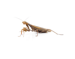 Large brown mantis.