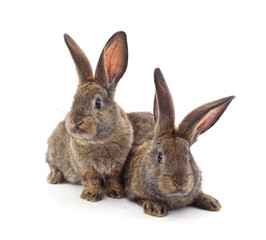 Two beautiful rabbits.