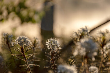Ledum palustre, the plant is poisonous, evergreen, often common in mossy swamps and swampy pine forests, sunrise by a swamp lake, foggy background