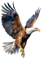 Obraz premium PNG Eagle animal flying bird.