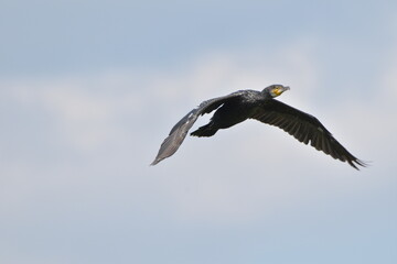 cormorano in volo