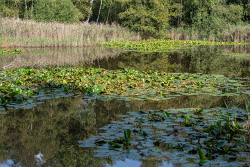 View of forest lake with yellow water lilies, idyllic natural landscape in Lommel-Sahara Nature Park in Belgium on sunny autumn day