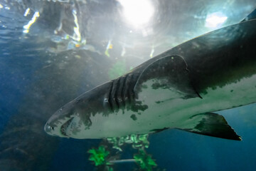 Fototapeta premium Blacktip Reef sharks swimming in tropical waters over coral reef.