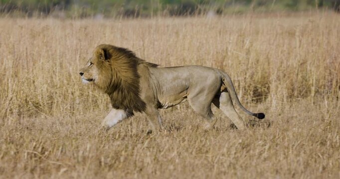 Slow motion close-up. Magnificent male lion running in the African bush