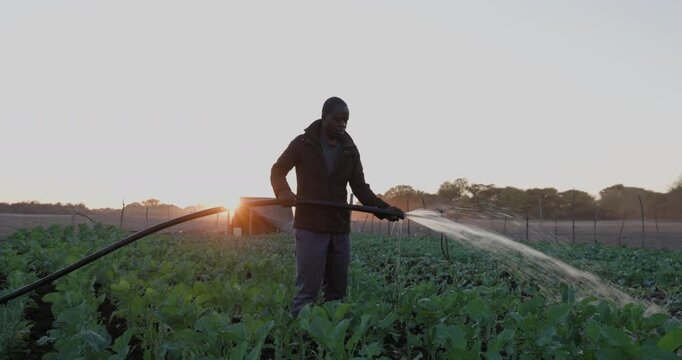 Close-up. Black African subsistence farmer watering vegetables at sunrise in a dry riverbed