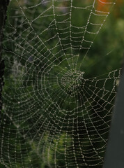 spider web with dew drops