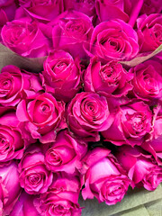 Beautiful Pink Roses Bunched Together in Full Bloom