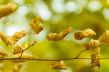 dry linden leaves on a tree..