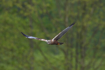 falco di plaude maschio in volo a caccia