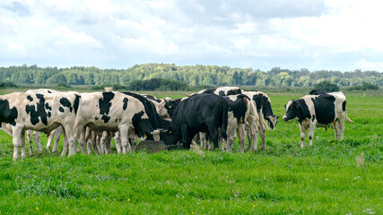 landscape with mottled cows, a herd of black and white cows feeding in a meadow