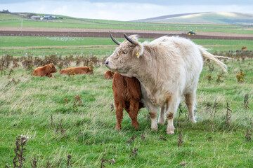 Highland cow with calf in the field