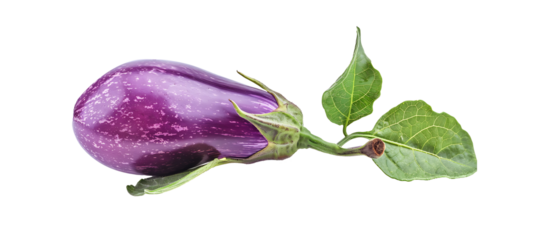 Vibrant Purple Eggplant with Green Leaves