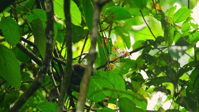 An oriental squirrel or plaintain squirrel (Callosciurus notatus) searching for seeds among rainforest trees, natural background