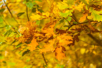 oak crown in autumn