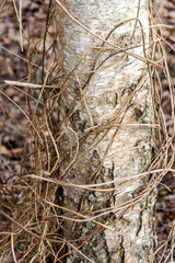  abstract tree growth, old tree trunk, nature prints on wood