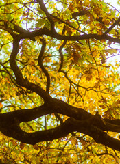oak crown in autumn