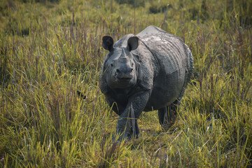 Indian Rhino spotted in Kaziranga National Park, Assam, India