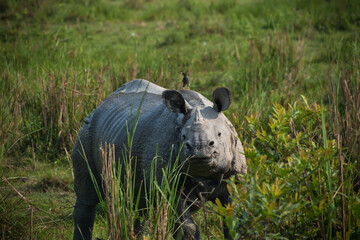 A bird sitting on a rhino in the wild © VampCam